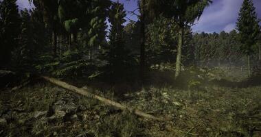 Dense forest with sunlight filtering through trees in a natural setting video