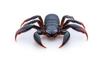 Close-up view of a vibrant black scorpion with detailed anatomy against a plain white background photo