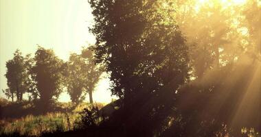 Sunlight streaming through trees at dawn in a serene landscape video