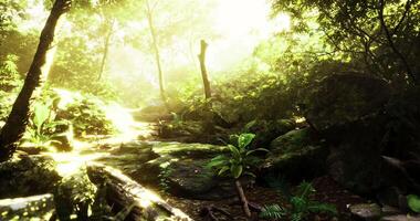 Sunlight filtering through lush trees in a vibrant forest ecosystem video