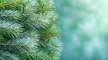 Close-up view of fresh evergreen pine branches with a soft blurred green background photo