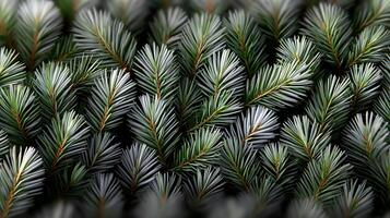 Close-up view of green pine tree branches showcasing texture and color variations in nature photo