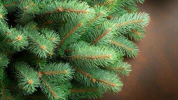 Close-up view of lush evergreen branches with rich green needles against a rustic wooden background photo