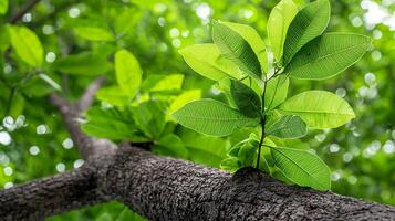 Close-up view of lush green leaves on a tree branch with sunlight filtering through foliage photo