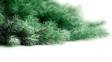 Close-up view of lush green pine branches dusted with snow, creating a serene winter atmosphere photo