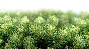 Close-up view of lush green pine branches dusted with snowflakes in a serene winter setting photo