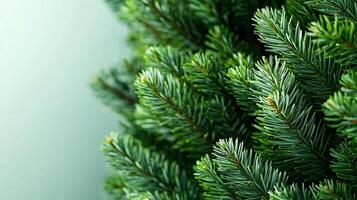 Close-up view of lush green pine tree branches against a soft gradient background photo