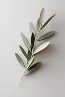 A single olive branch rests on a matte white background, highlighting soft-focus blurred edges. This composition embodies high-end botanical minimalism with fine details photo