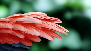 Close-up view of vibrant bird feathers showcasing intricate details and colors against a blurred green background photo