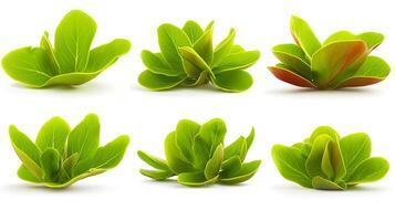 Close-up view of vibrant green succulent plants arranged artistically on a white background photo
