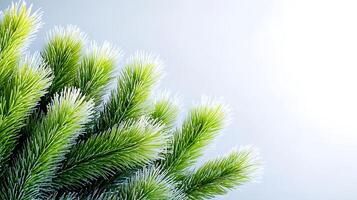Close-up view of vibrant green pine branches against a soft gradient background, evoking tranquility photo
