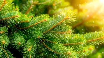 Close-up view of vibrant green pine tree branches glistening in sunlight with soft bokeh background photo