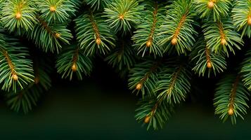 Close-up view of vibrant green spruce tree branches with budding cones against a dark background photo