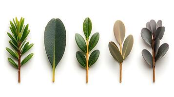 Collection of various green leaves arranged in a row showcasing different shapes and textures photo