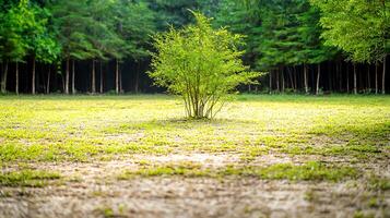 Lush Green Shrub Surrounded by Open Field and Forest in Background, Evoking Calmness photo