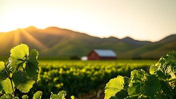 Lush vineyard at sunset with a rustic barn in the background and mountains beyond photo
