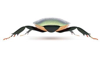 Stylized illustration of a crab showcasing its unique anatomy and vibrant colors photo