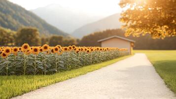 Sunflower field lined along a pathway leading to a serene house with mountains in the background photo