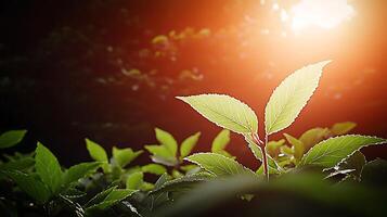 Sunlight Illuminates Fresh Green Leaves in a Lush Forest Setting with Soft Background photo