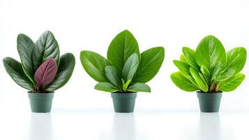Three vibrant potted plants showcasing varying leaf shapes and colors against a clean backdrop photo