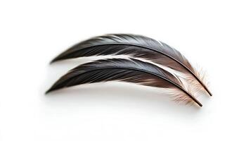Two elegantly arranged feathers showcasing intricate details and textures, set against a clean white background photo
