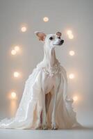 A sleek greyhound confidently walks the runway, adorned in a flowing silk gown embellished with diamonds. The dramatic spotlights create a soft-focus luxury ambiance, highlighting its elegance photo