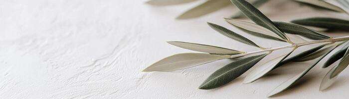 Delicate olive branch rests on a soft matte white background, featuring blurred edges that enhance the luxury aesthetic. The composition highlights botanical elegance and minimalism photo
