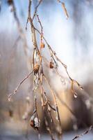 tree branches covered with snow in winter. ice and frost. transparent icicles on the branches. ice covered the fruits of the tree, icicles on a birch close-up, vertical photo