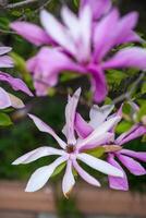 close-up of a blooming bright pink magnolia tree. on a tree branch there are many pink flowers that are fully bloomed. the background is blurred photo