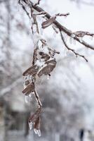 birch branches covered with ice. tree completely covered with ice. buds on the tree are frozen photo