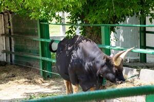 A huge black buffalo with big horns is eating grass. Its horns are grey and it is chewing hay photo