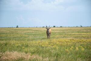 A beige antelope with large long horns stands in the middle of the grass in a field. The horizon is visible, a large open space covered with grass. Animal on the field. High quality photo