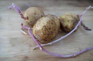 sprouted potatoes on a wooden table. three potatoes sprouted with long purple shoots. organic potatoes for planting in the garden. photo