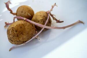 old potato tubers on a white background. potatoes sprouted. three fruits of potatoes sprouted with long, purple sprouts. organic potatoes for planting in the garden. a shadow falls on a white background photo