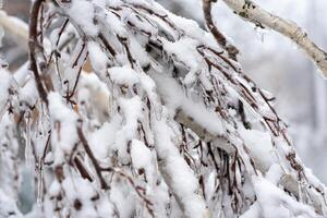 A tree covered in snow. High quality photo, birch branches with icy branches. ice, icicles and snow on birch branches. horizontal photo