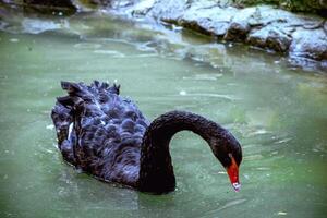 A swan swimming in a body of water. High quality photo, close up of a black swan swimming on water with rocky shore in the background and swan looking into water photo