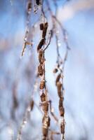 tree branches covered with snow in winter. ice and frost. transparent icicles on the branches. ice covered the fruits of the tree, icicles on a birch close-up, vertical photo. photo