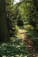 A picturesque path for walks in a park with tall trees. The ground is shaded by the sun. Deciduous trees grow around. Ivy creeps along the ground. photo