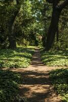 forest path in the park huge trees grow around it. forest paths intersect. the ground around the path is covered with ivy. the shadow from the sun falls on the ground. tall trees block the sky photo