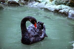 A swan swimming in a body of water. High quality photo,close-up of a black swan swimming in the water, rocky shore in the background, swan looking into the frame photo