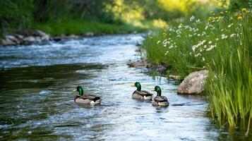 Three ducks are swimming in a river photo