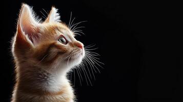A small orange kitten looking up at something photo