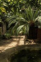 tropical garden with palm trees and concrete water tank. palm tree leaves in the form of a fan. variety of palm trees. vertical photo. A palm tree. High quality photo. n the foreground a water tank photo