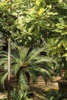tropical garden in a greenhouse with a huge palm tree. many leaves of an evergreen tree in the foreground. close-up of palm tree leaves. sunny day. palm trees in huge pots. photo