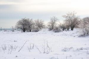 A snow covered field. High quality photo, white snow lies on the field, bushes and trees are covered with ice. the sky is soft blue with a pink tint photo