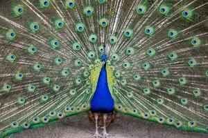 A bright male peacock spreads his beautiful tail like a fan. The tail is shown in close-up, The peacock is showing off his bright plumage, with bright blue feathers and a crest on his head photo