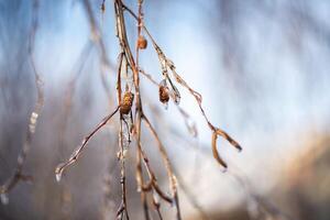 tree branches covered with snow in winter. ice and frost. transparent icicles on the branches. ice covered the fruits of the tree, icicles on a birch close-up, horizontal photo