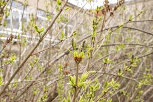 lilac branches in early spring with buds and leaves against the sky. buds began to swell. young tree bright green against the background of the house photo