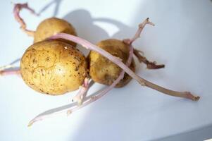 Three sprouted potatoes. They have long, purple sprouts. Organic potatoes for planting in the garden. The potatoes are lying on a white background, the sun is falling on them. photo