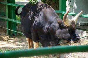 A huge black buffalo with big horns is eating grass. Its horns are grey and it is chewing hay. photo
